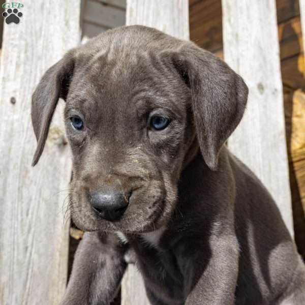 Blue Moon, Great Dane Puppy